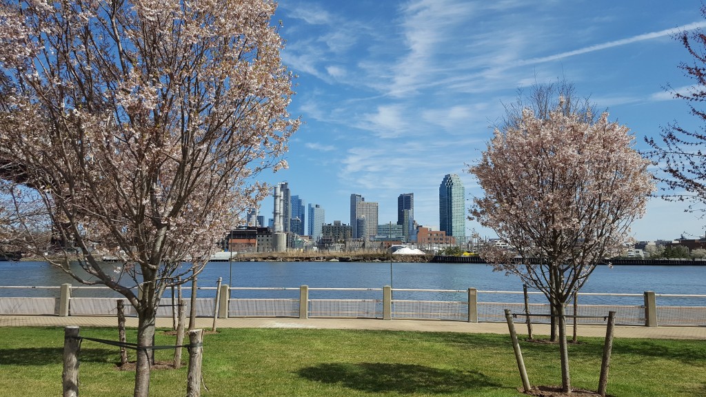 Blossoming in LIC, but no cherries